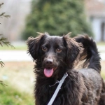 Садовая тематика в популярной слот-игре The Dog House