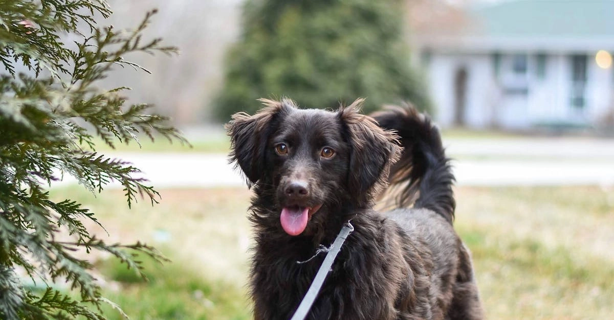 Садовая тематика в популярной слот-игре The Dog House