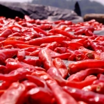 Выращивание острого перца чили в огороде