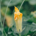 Lucky Jet игра для садоводов в зимний период отдыха от огорода