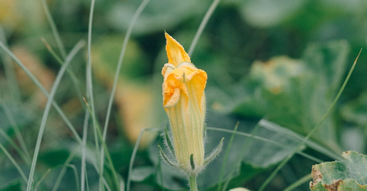 Lucky Jet игра для садоводов в зимний период отдыха от огорода